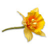 Daffodil Pick